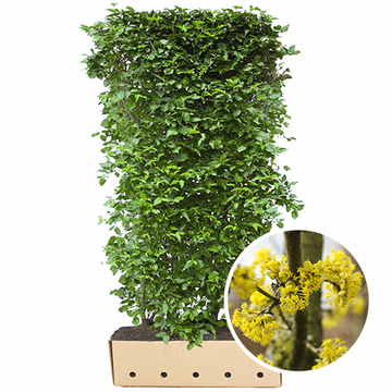 Fertighecke Cornus mas Fertighecke Cornus mas