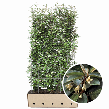 Ölweide Fertighecke Ölweide Fertighecke