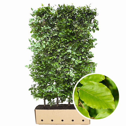 Kant en klaarhaag Fagus Sylvatica