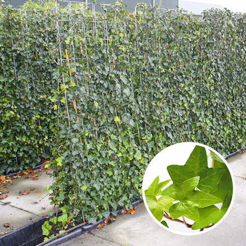 Quickhedge Kant en klaarhaag Hedera Hibernica