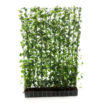 Hedera hibernica Kant en klaarhaag 120x180 Hedera hibernica Kant en klaarhaag 120x180
