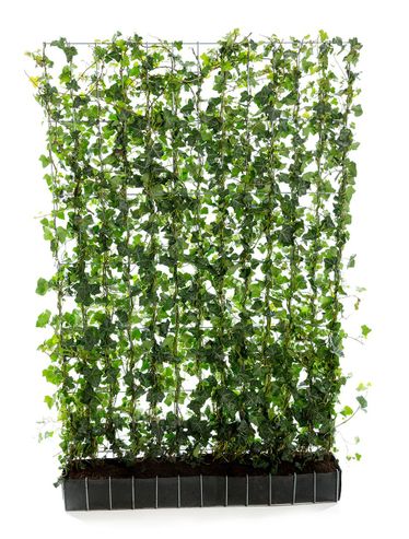 Hedera Hibernica 120*180