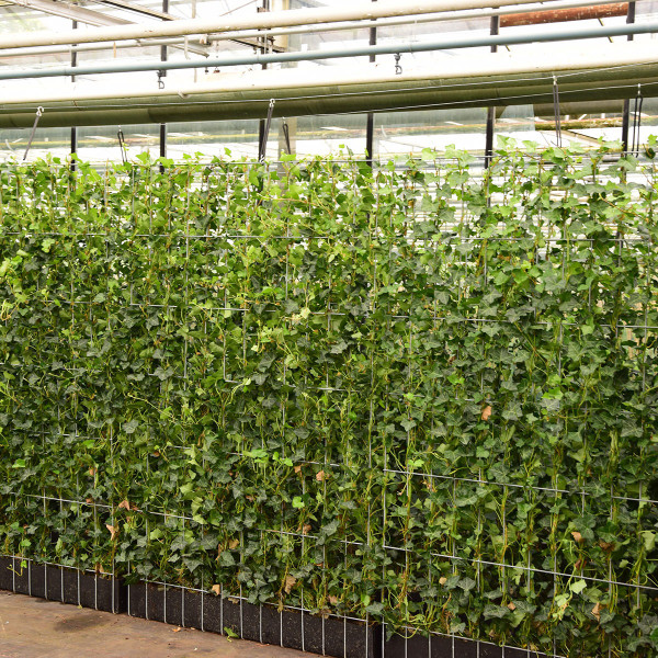 Kant en klaarhaag Hedera hibernica | Direct een groene afscheiding |  Hederaschutting.nl