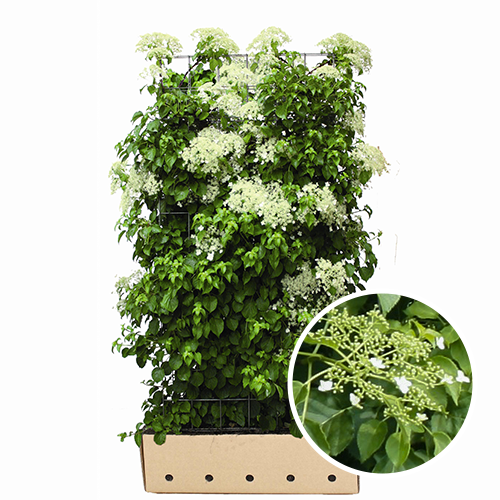 Klimhortensia hydrangea petiolaris kant en klaarhaag kopen en prijzen