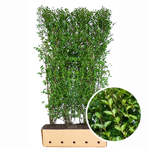 Kant en klaarhaag Ligustrum Ovalifolium