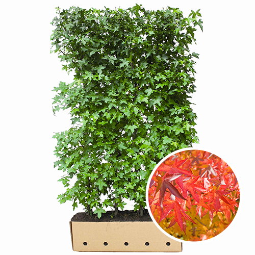 Kant en klaarhaag Liquidambar Styraciflua
