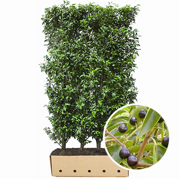 Fertighecke Prunus lusitanica Angustifolia
 Fertighecke Prunus lusitanica Angustifolia