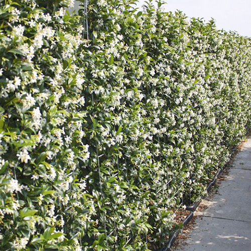 Kant en Klaarhaag Toscaanse Jasmijn 100x150 cm