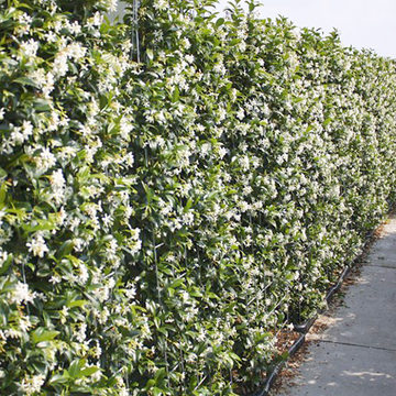 Kant en Klaarhaag Toscaanse Jasmijn 100x150 cm Kant en Klaarhaag Toscaanse Jasmijn 100x150 cm