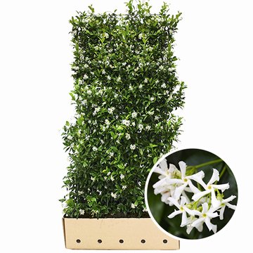 Falscher Jasmin Fertighecke Falscher Jasmin Fertighecke