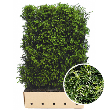 Fertighecke Taxus Baccata
 Fertighecke Taxus Baccata