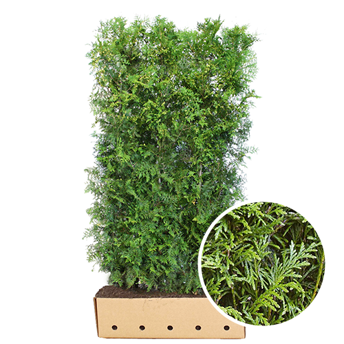 Kant en klaarhaag Thuja Brabant