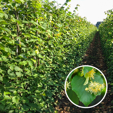Tilia cordata Winterlinde  Tilia cordata Winterlinde