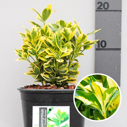 euonymus japonicus aureus
