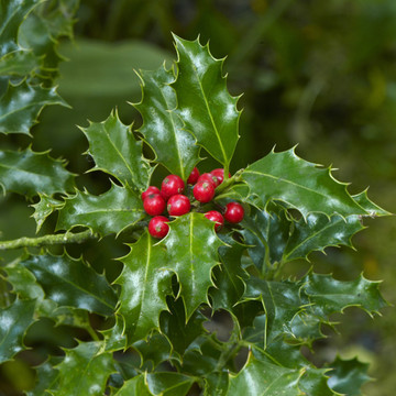 Ilex aquifolium 'Castaneifolia' hoogstam Ilex aquifolium 'Castaneifolia' hoogstam