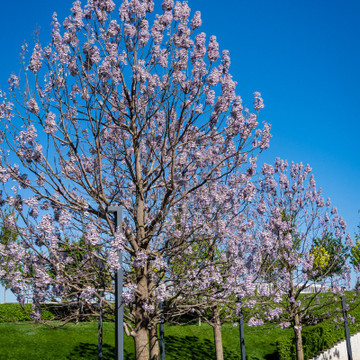 Blauglockenbaum Blauglockenbaum