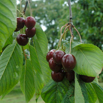 Kersenboom Castor Kersenboom Castor