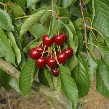 Kersenboom Merchant Kersenboom Merchant