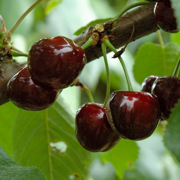 Kersenboom Van Kersenboom Van