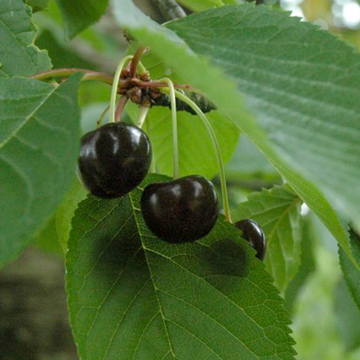 Kersenboom Varikse Zwarte Kersenboom Varikse Zwarte