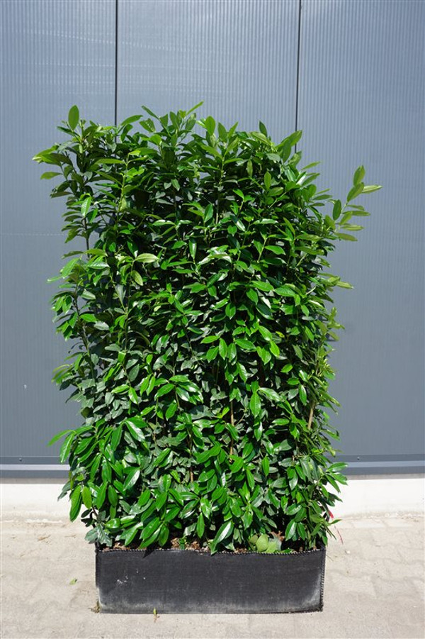 prunus laurocerasus genolia
