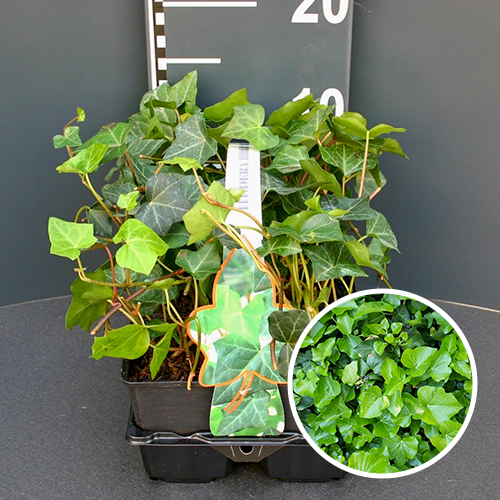 Hedera hibernica bodembedekker