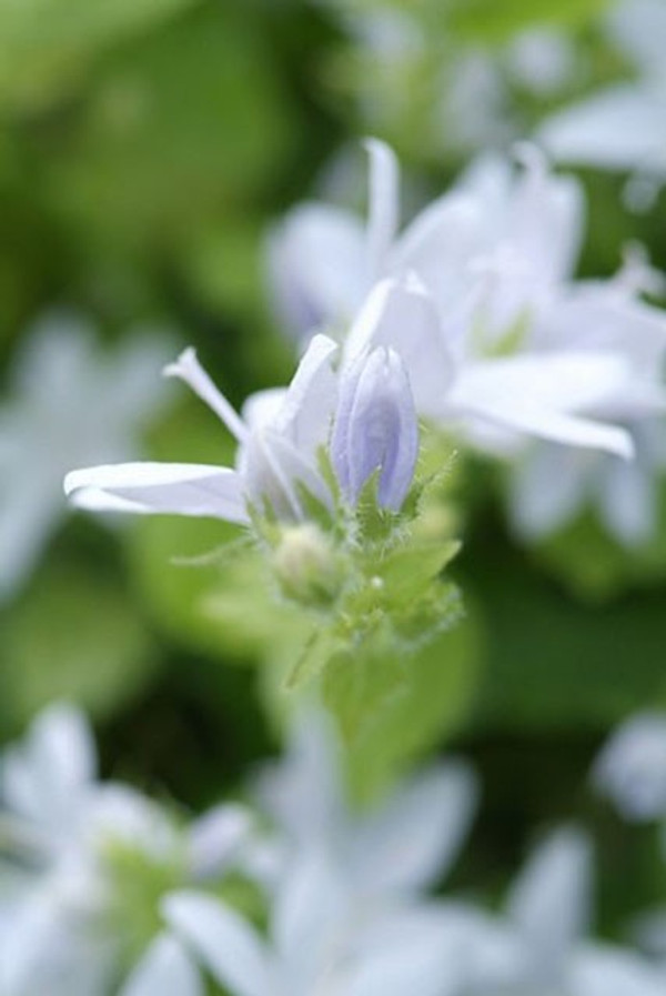 Koop Campanula (Klokjesbloem) Met Groeigarantie