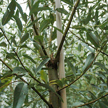 Silberweide Silberweide