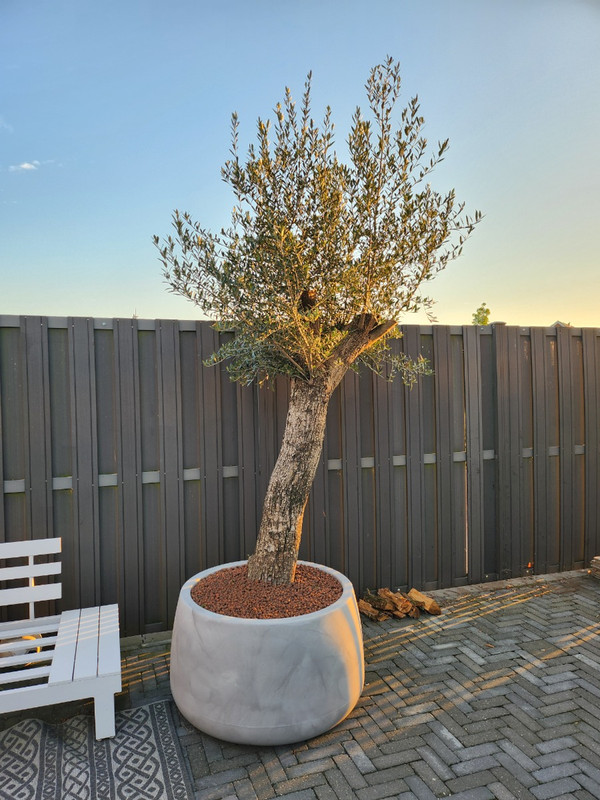 Pflanzkbel Koert 95 | Greystone