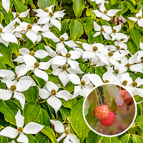 Kornoelje Cornus kousa 'Chinensis'