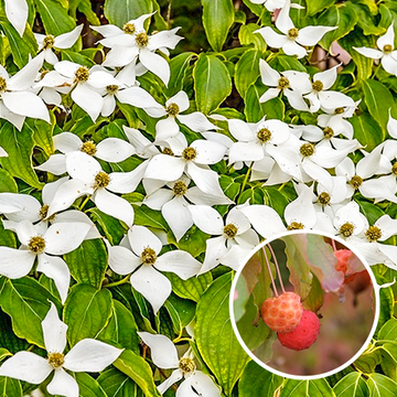 Kornoelje Cornus kousa 'Chinensis' Kornoelje Cornus kousa 'Chinensis'