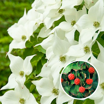 Kornoelje Cornus kousa 'Milky Way' Kornoelje Cornus kousa 'Milky Way'