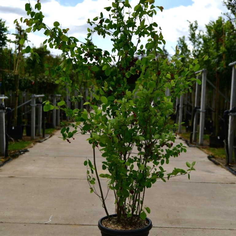 Meerstammige Krentenboom
