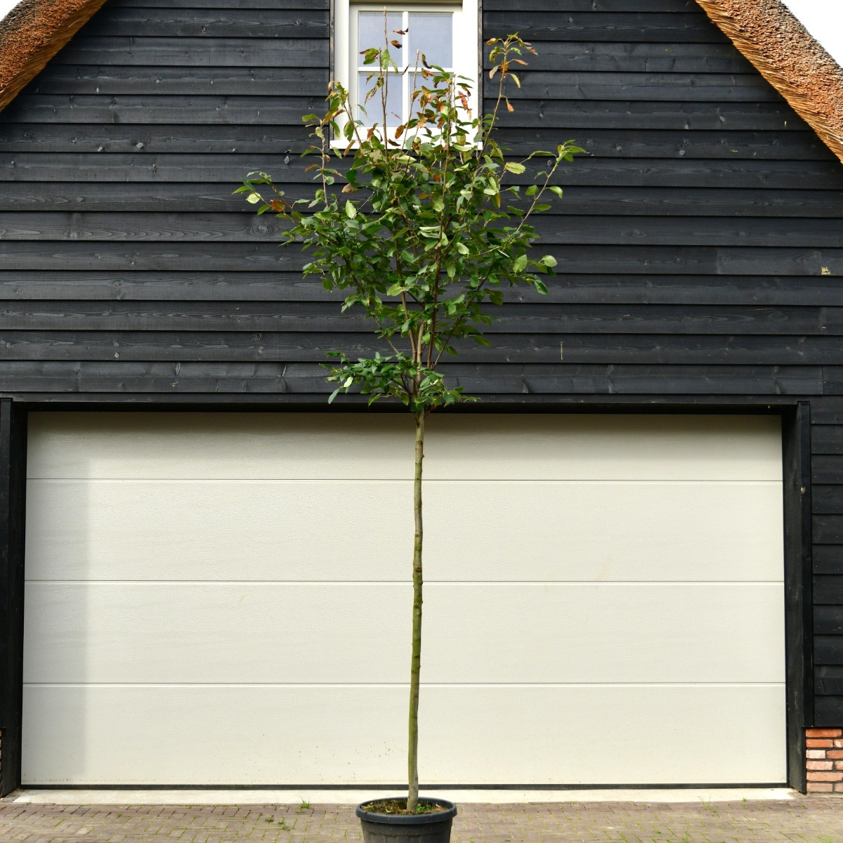 Krentenboom