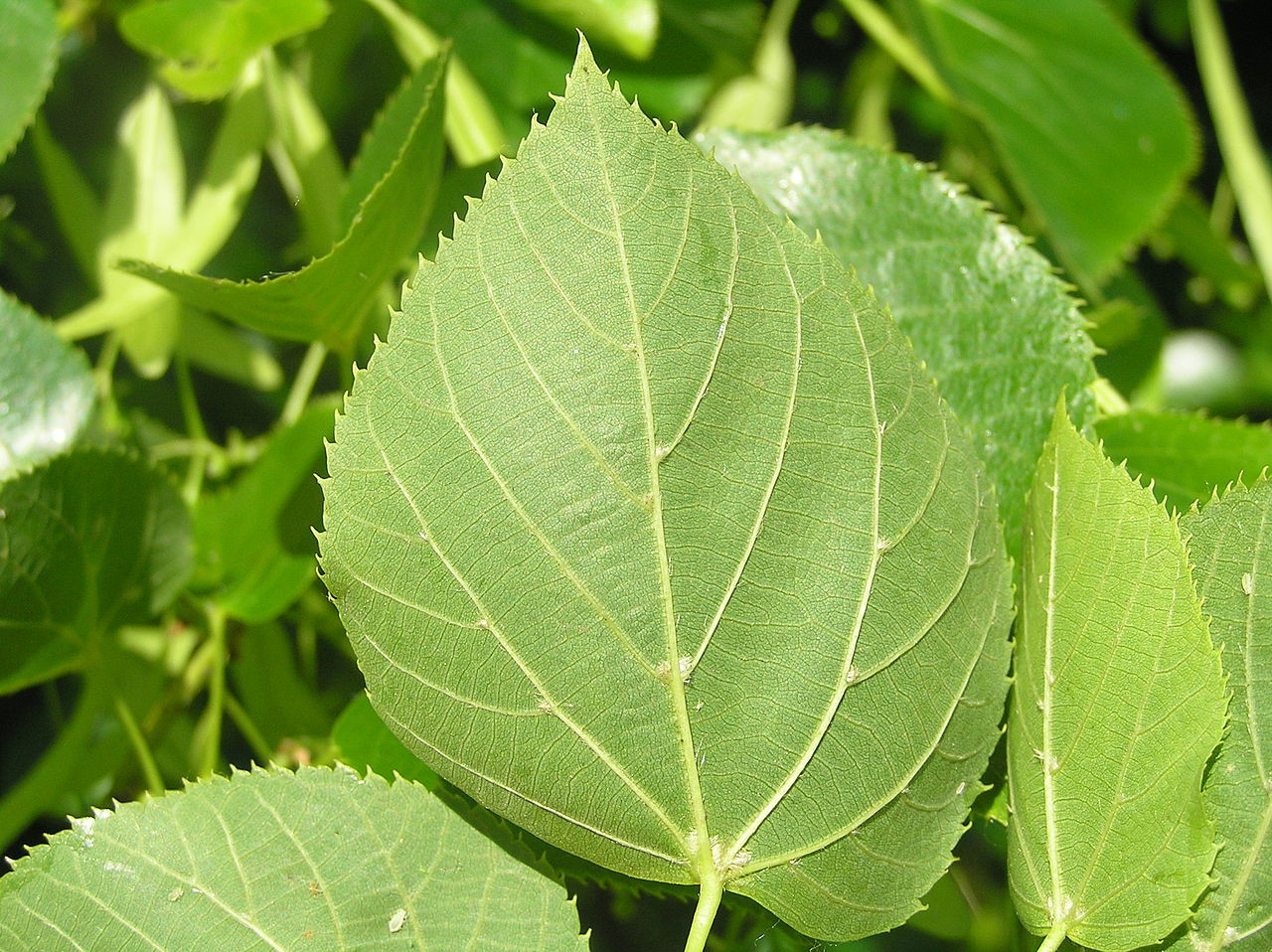 Tilia europea 'Euchlora'