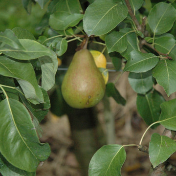Perenboom Kruidenier Perenboom Kruidenier