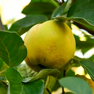 Kweepeer Appelvorm Leskovacz Kweepeer Appelvorm Leskovacz