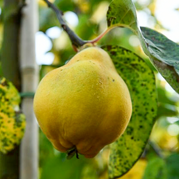 Kweepeer Oblonga Vranja Kweepeer Oblonga Vranja