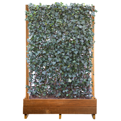 Kant en Klaarhaag 1mtr hoog in hardhouten bak