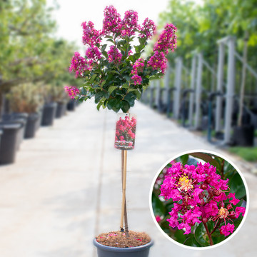 Lagerstroemia Berry Dazzle Lagerstroemia Berry Dazzle