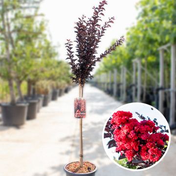 Lagerstroemia best red Lagerstroemia best red