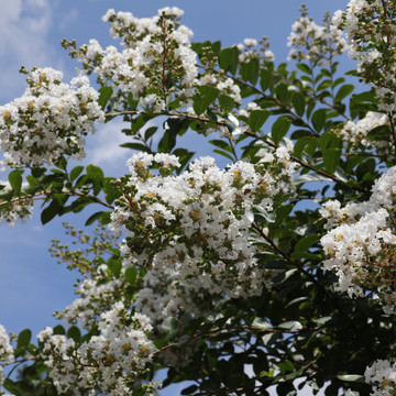 Lagerstroemia Bianca Grassi
 Lagerstroemia Bianca Grassi