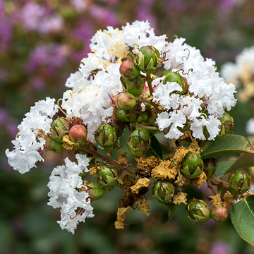 Lagerstroemia Bianca Grassi
 Lagerstroemia Bianca Grassi