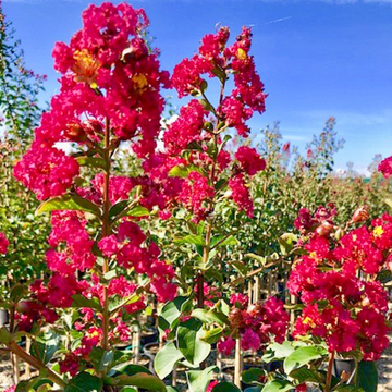 Lagerstroemia Caroline Beauty
 Lagerstroemia Caroline Beauty