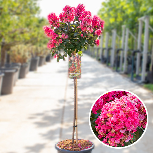 Lagerstroemia coral magic
