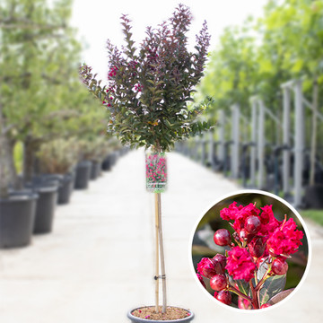 Lagerstroemia Double Feature Lagerstroemia Double Feature