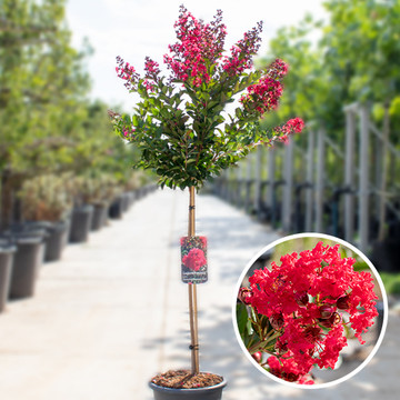 Lagerstroemia enduring summer red Lagerstroemia enduring summer red