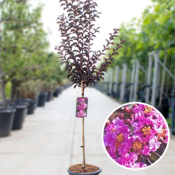 Lagerstroemia lavender lace Lagerstroemia lavender lace