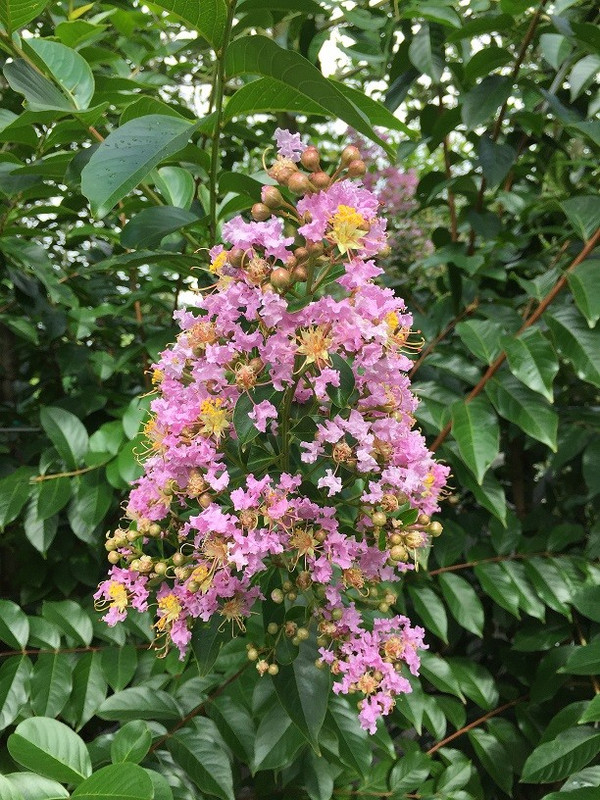 Blüten Krepp-Myrte Muskogee Mehrstämmig 