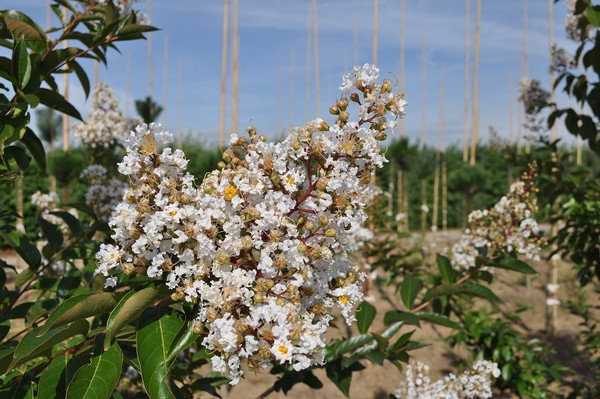 Lagerstroemia natchez 